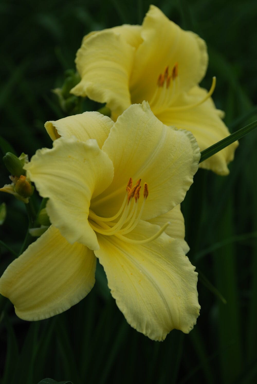 Hemerocallis Fragrant Treasure