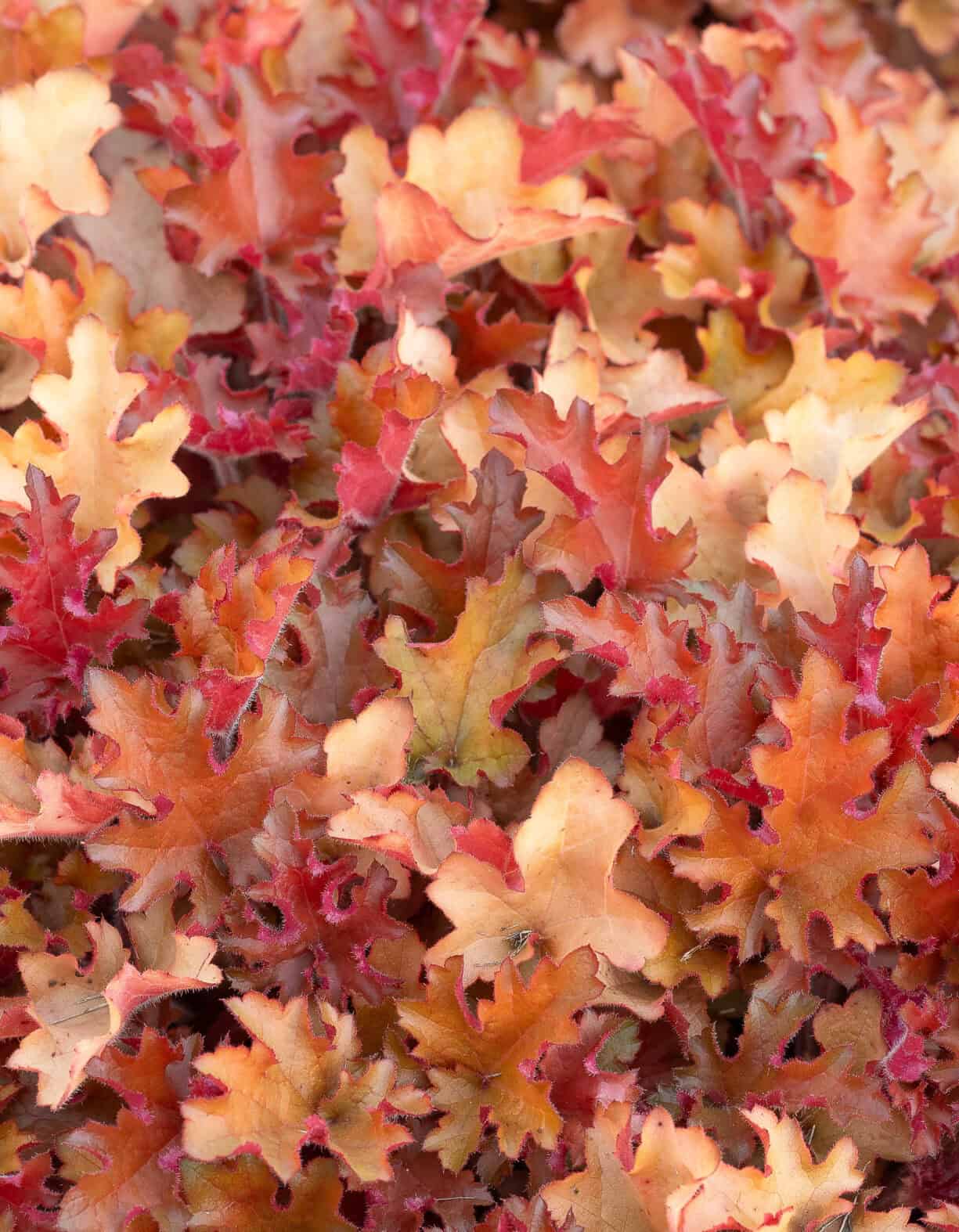 Heuchera Orangeberry