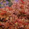Heuchera Orangeberry1
