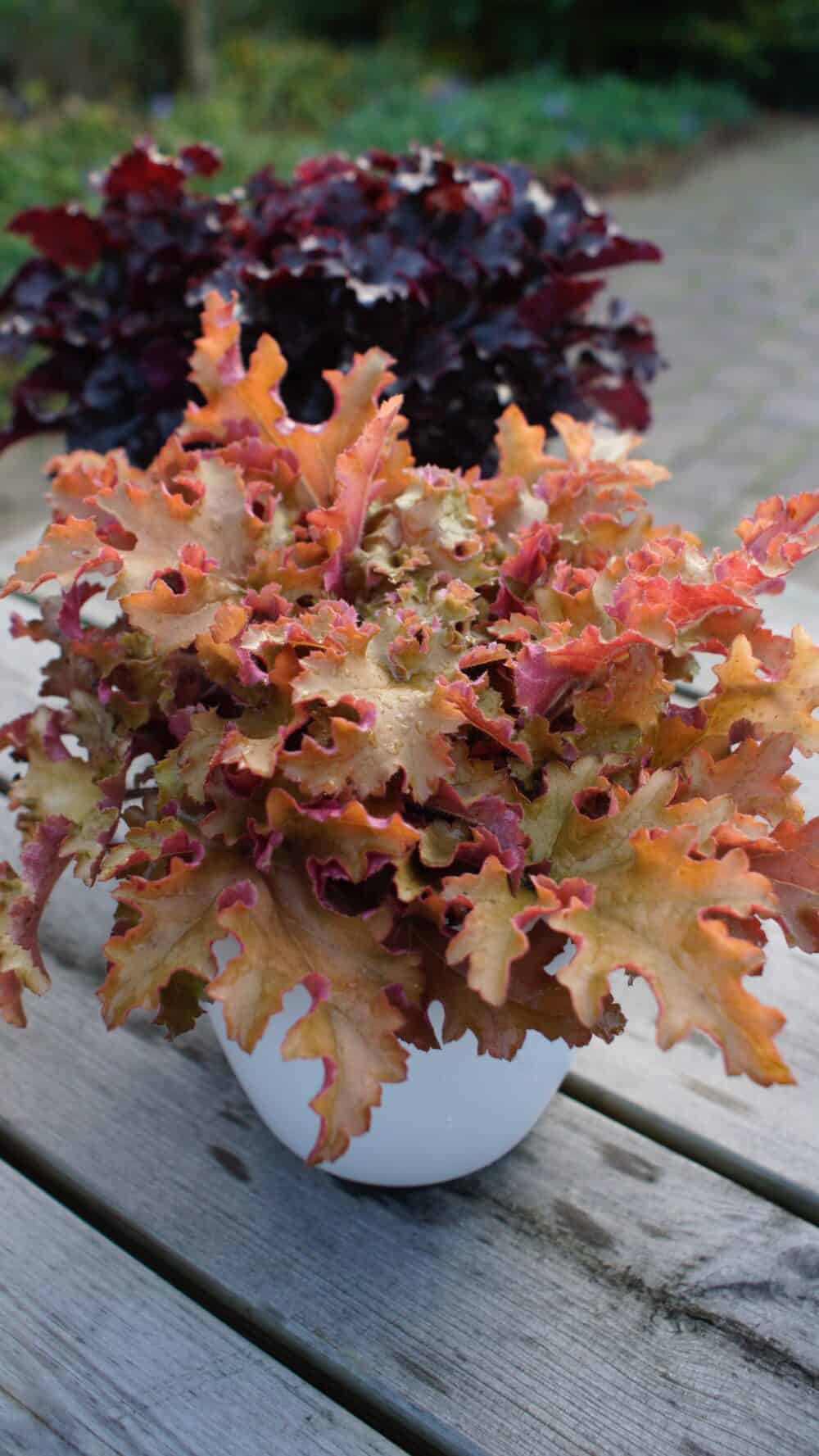 Heuchera 'Orangeberry'® - Image 3