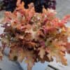 Heuchera 'Orangeberry'® - Image 3