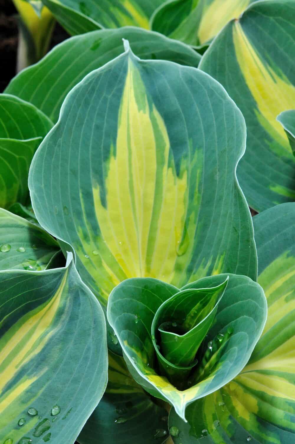 Hosta Dream Queen