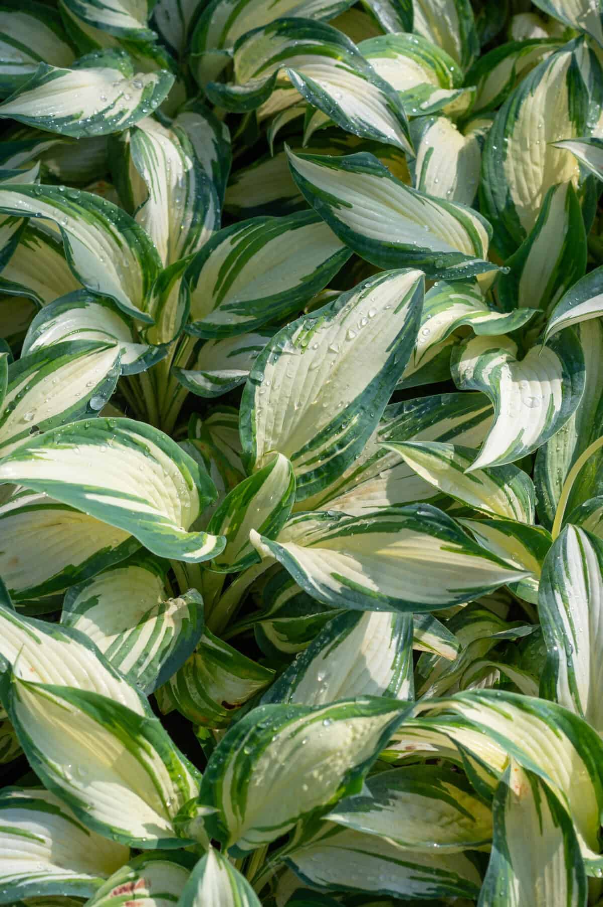 Hosta Hans