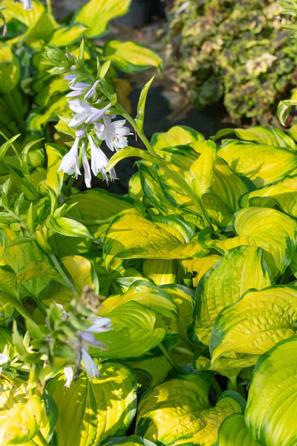 Hosta Stained Glass