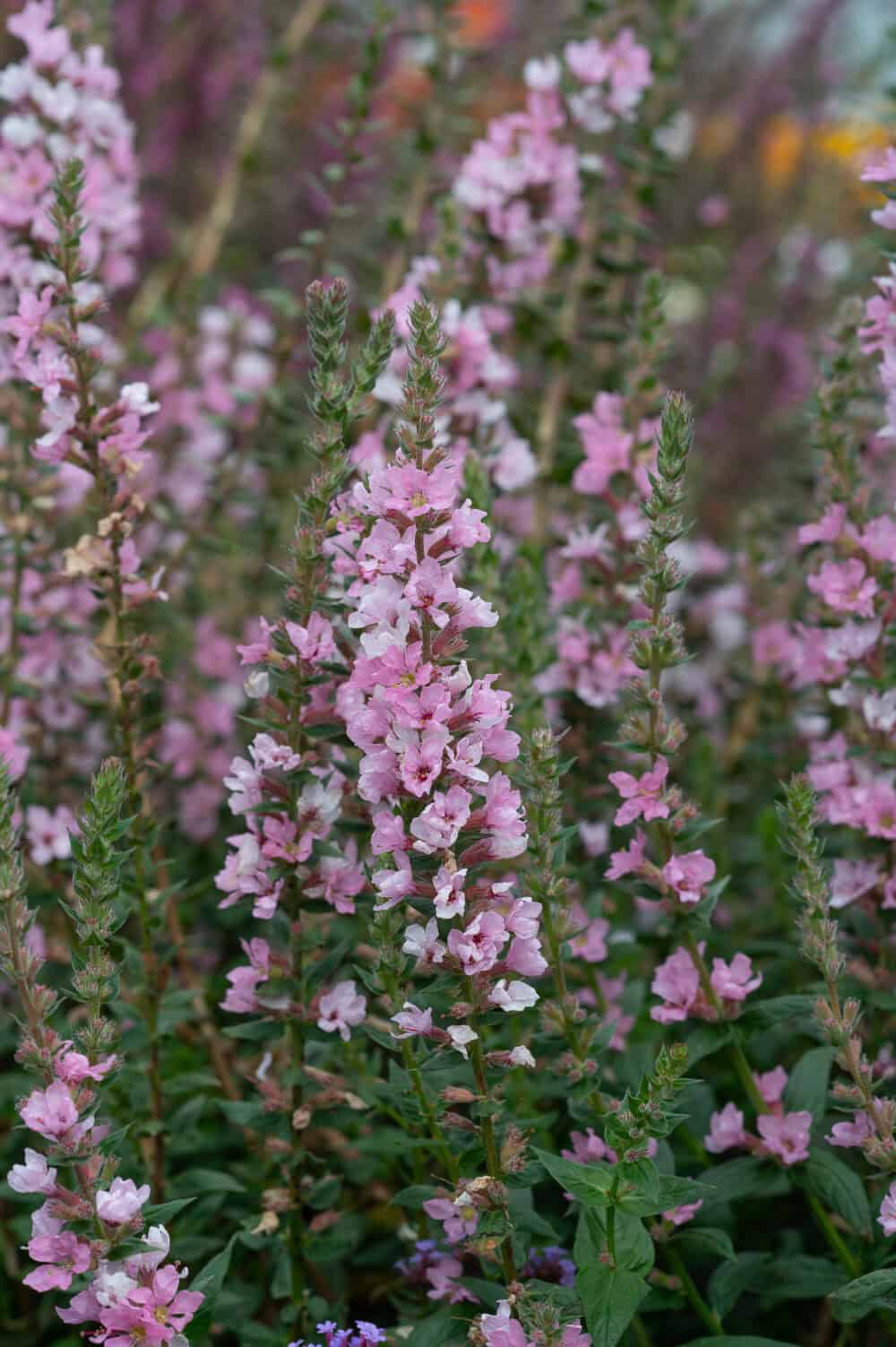 Lythrum Blush