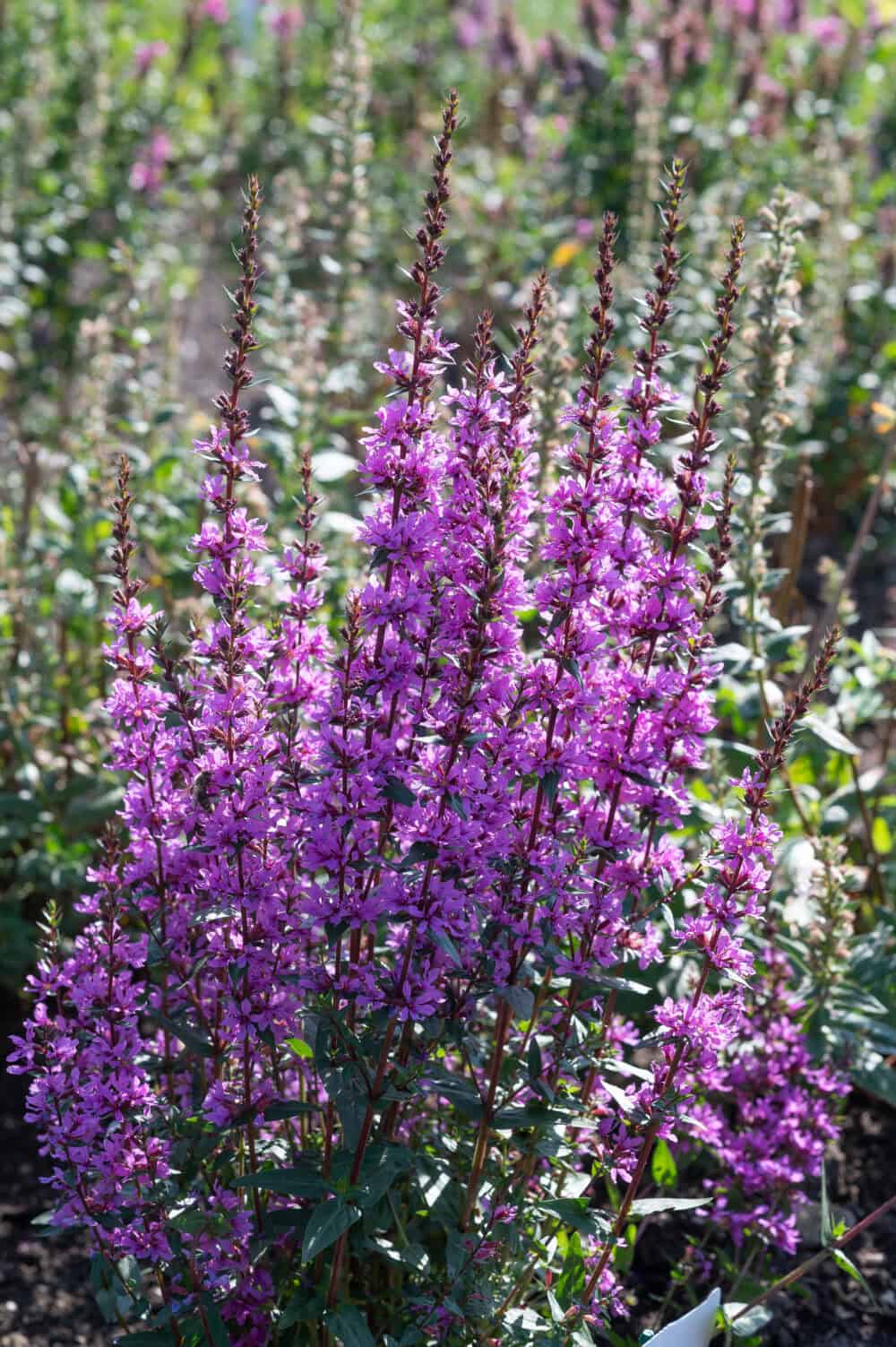 Lythrum hybrida 'Luminara Lilac'® - Image 2