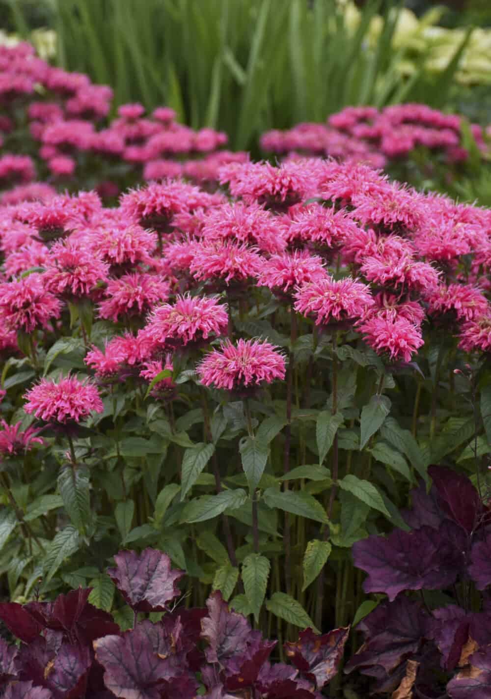 Monarda-Bubblegum-Blast