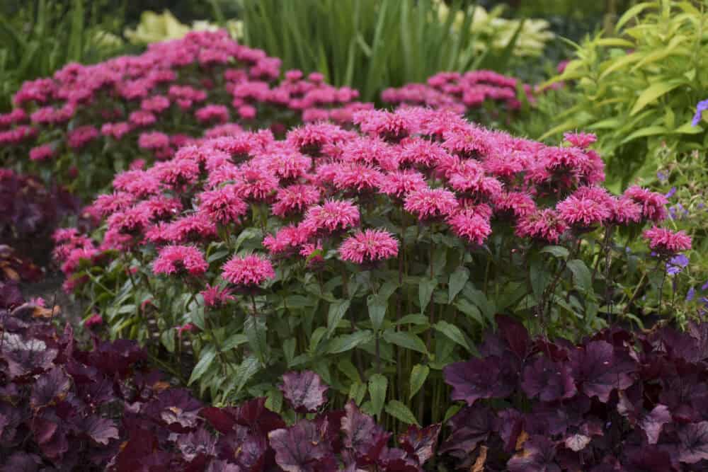 Monarda-Bubblegum-Blas