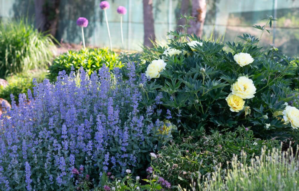 Nepeta grandiflora 'Summer Magic'® - Image 2