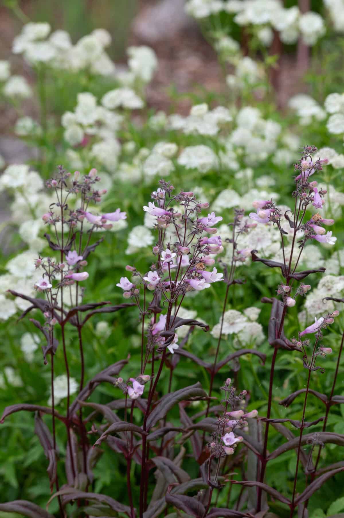 Penstemon Dark Towers