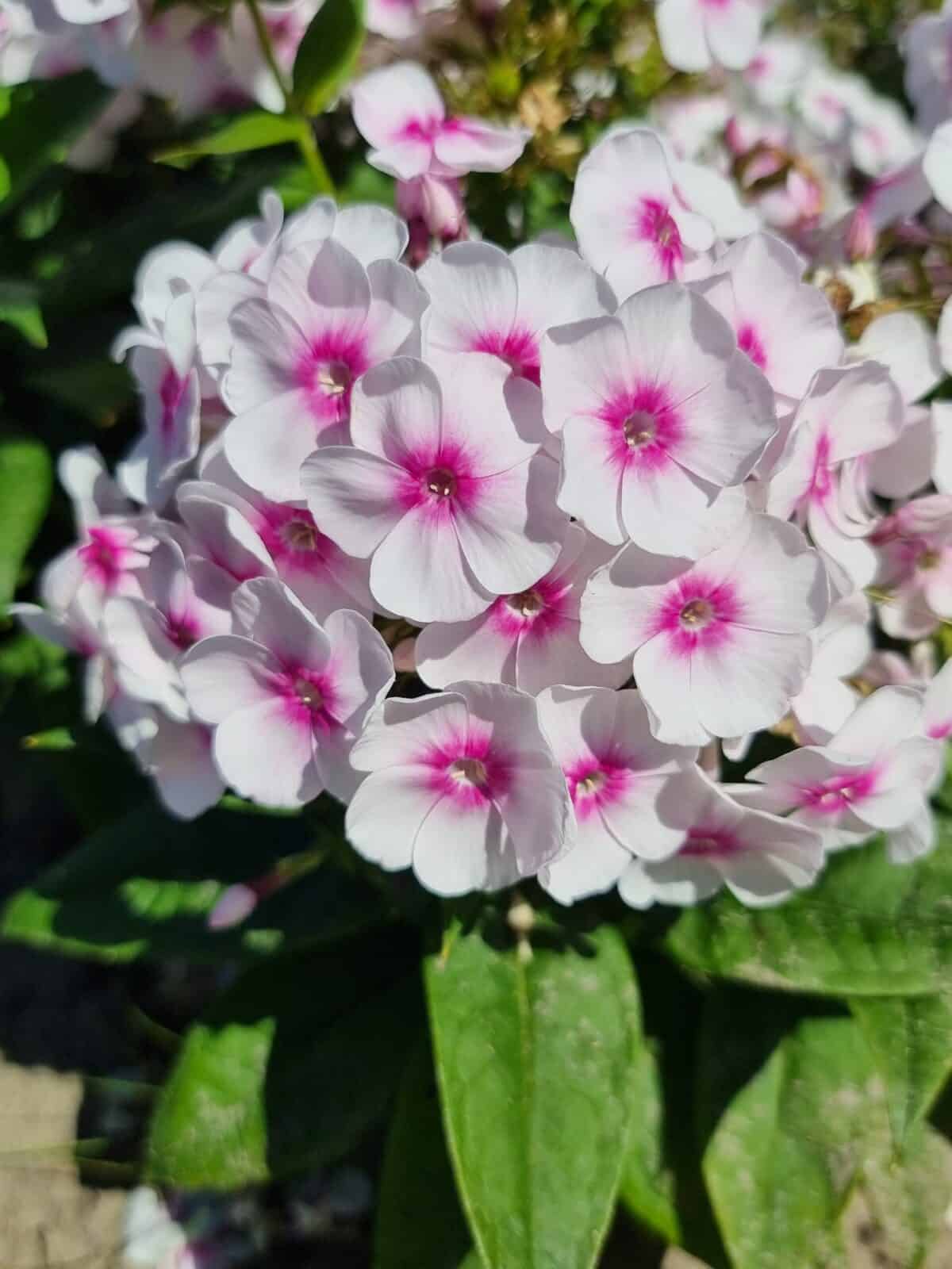 Phlox Bambini Bullseye1