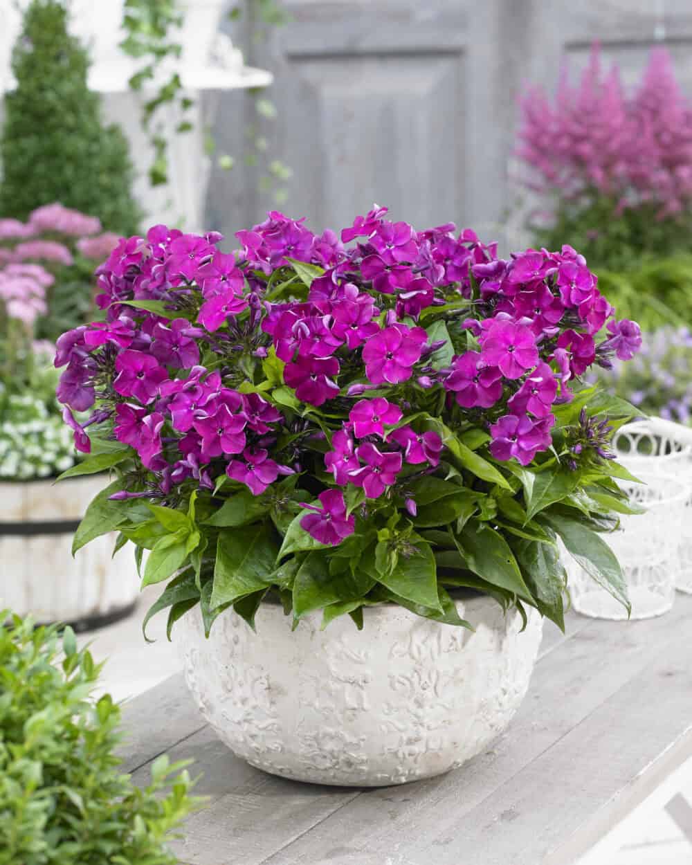 Phlox Bambini Desire