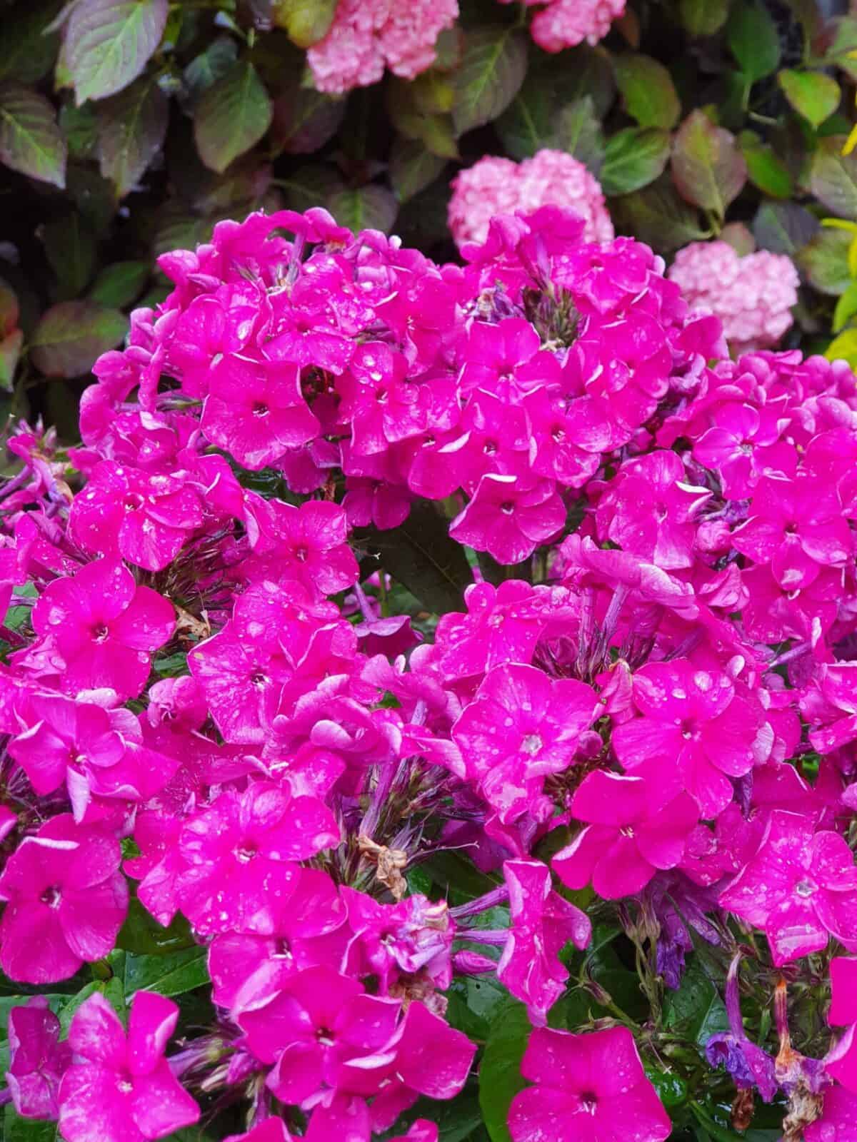 Phlox Bambini Desire