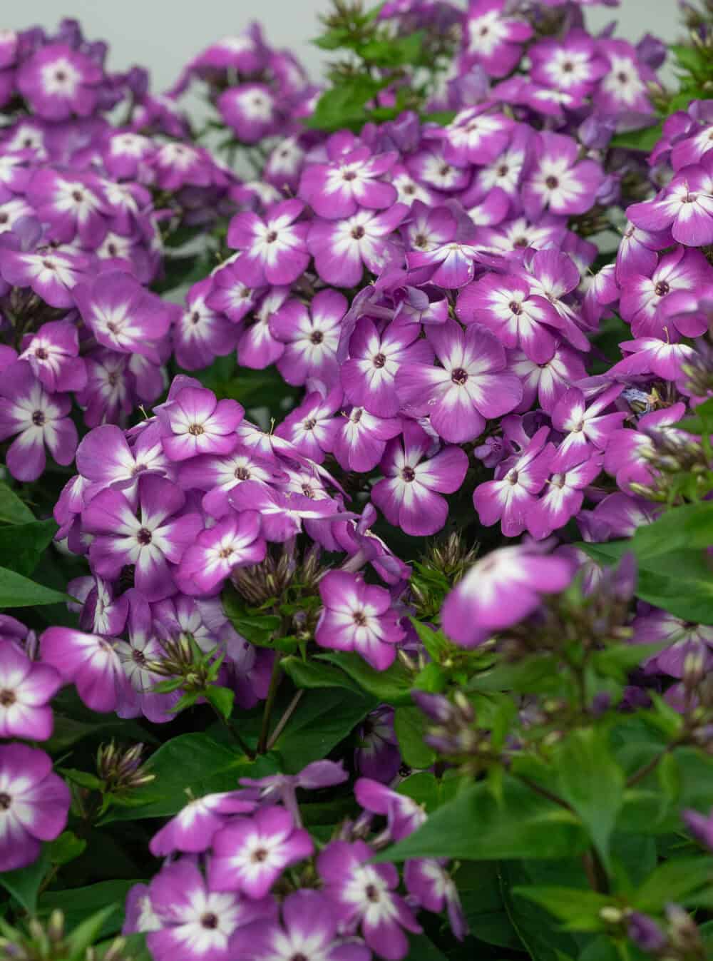 Phlox Flame Pro Purple