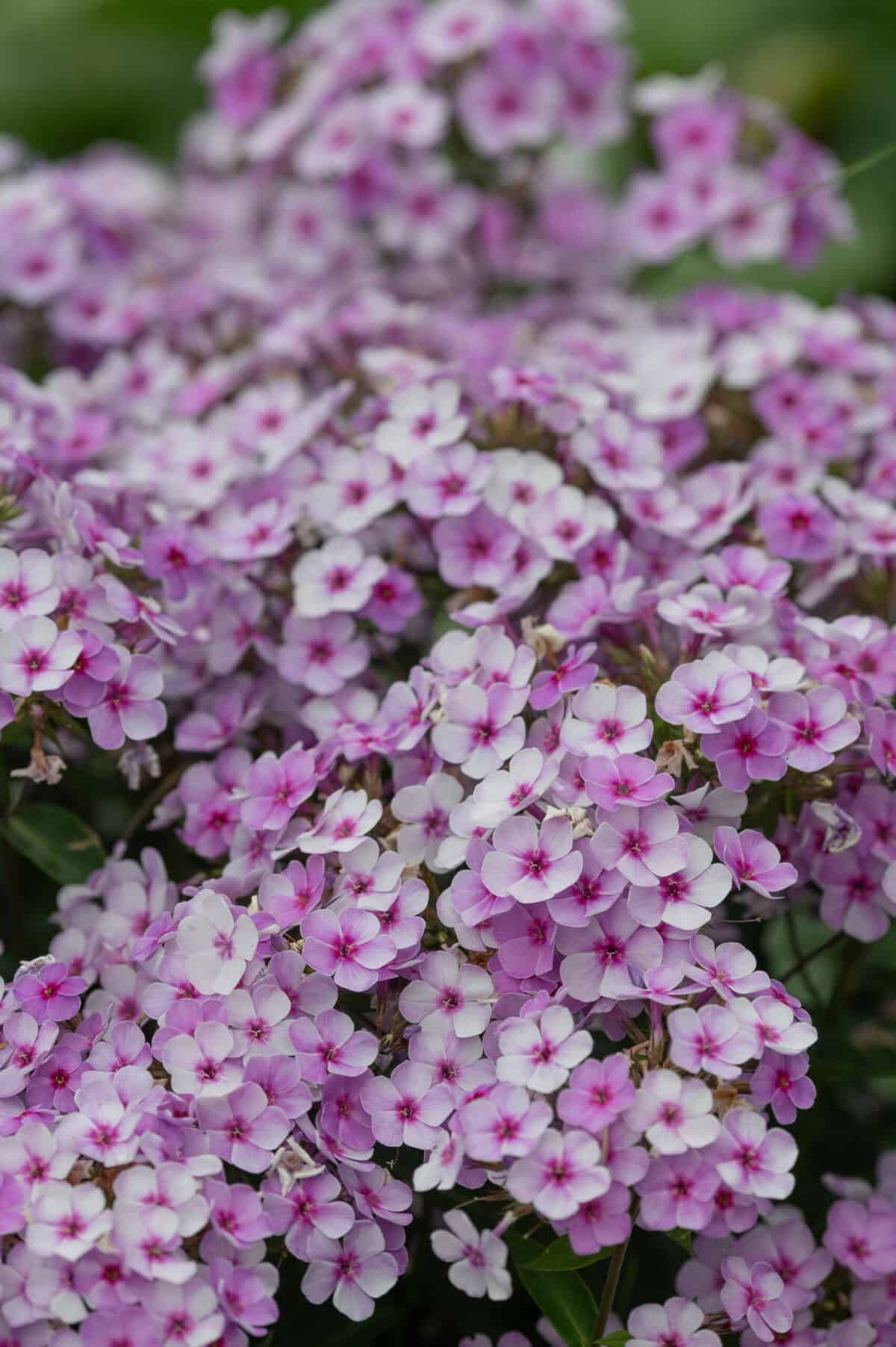 Phlox paniculata Early Lavender Pop