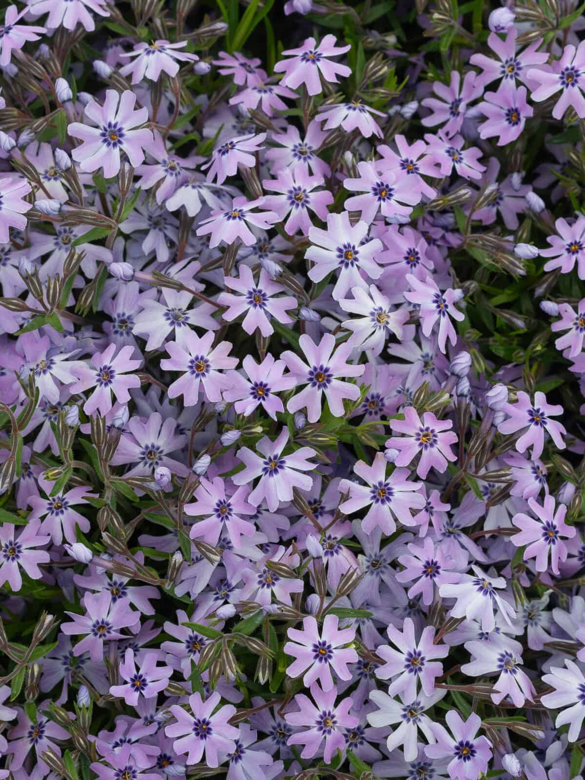 Phlox subulata Faboulus Blue Dark Center