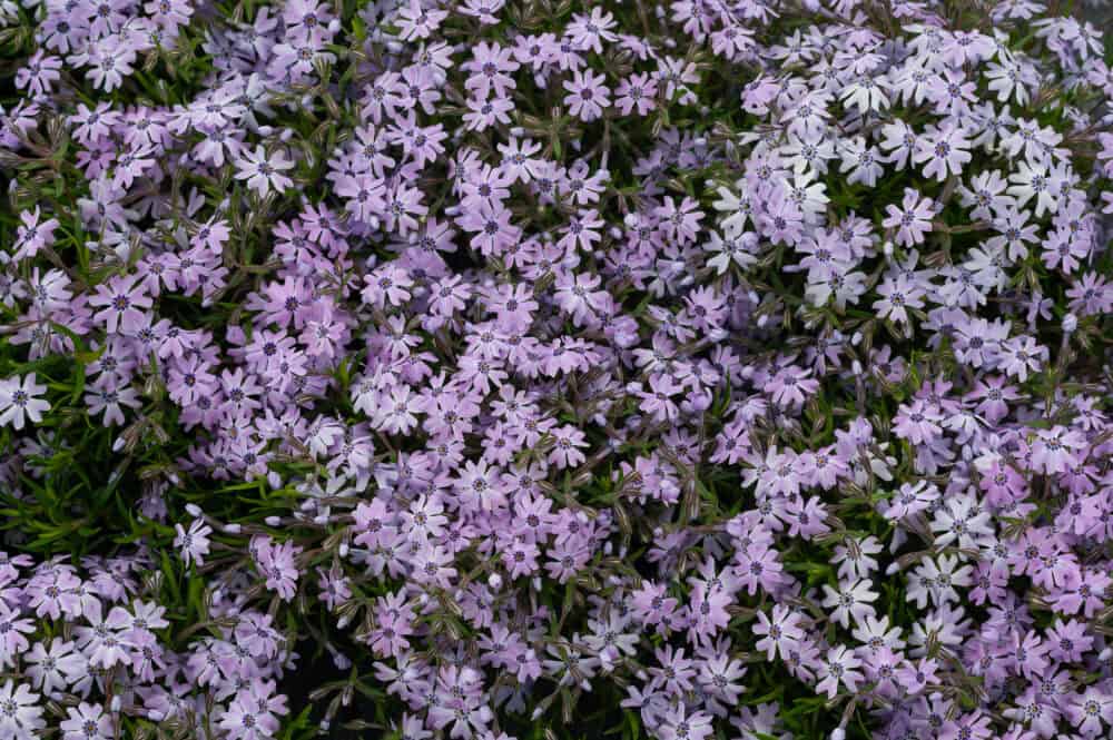 Phlox subulata Faboulus Blue Dark Center1