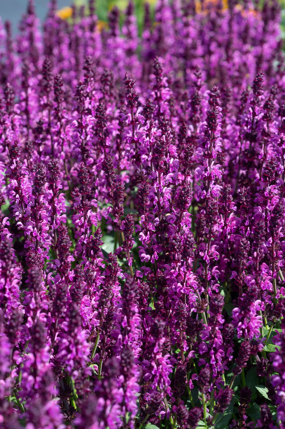 Salvia-Royal-Magenta