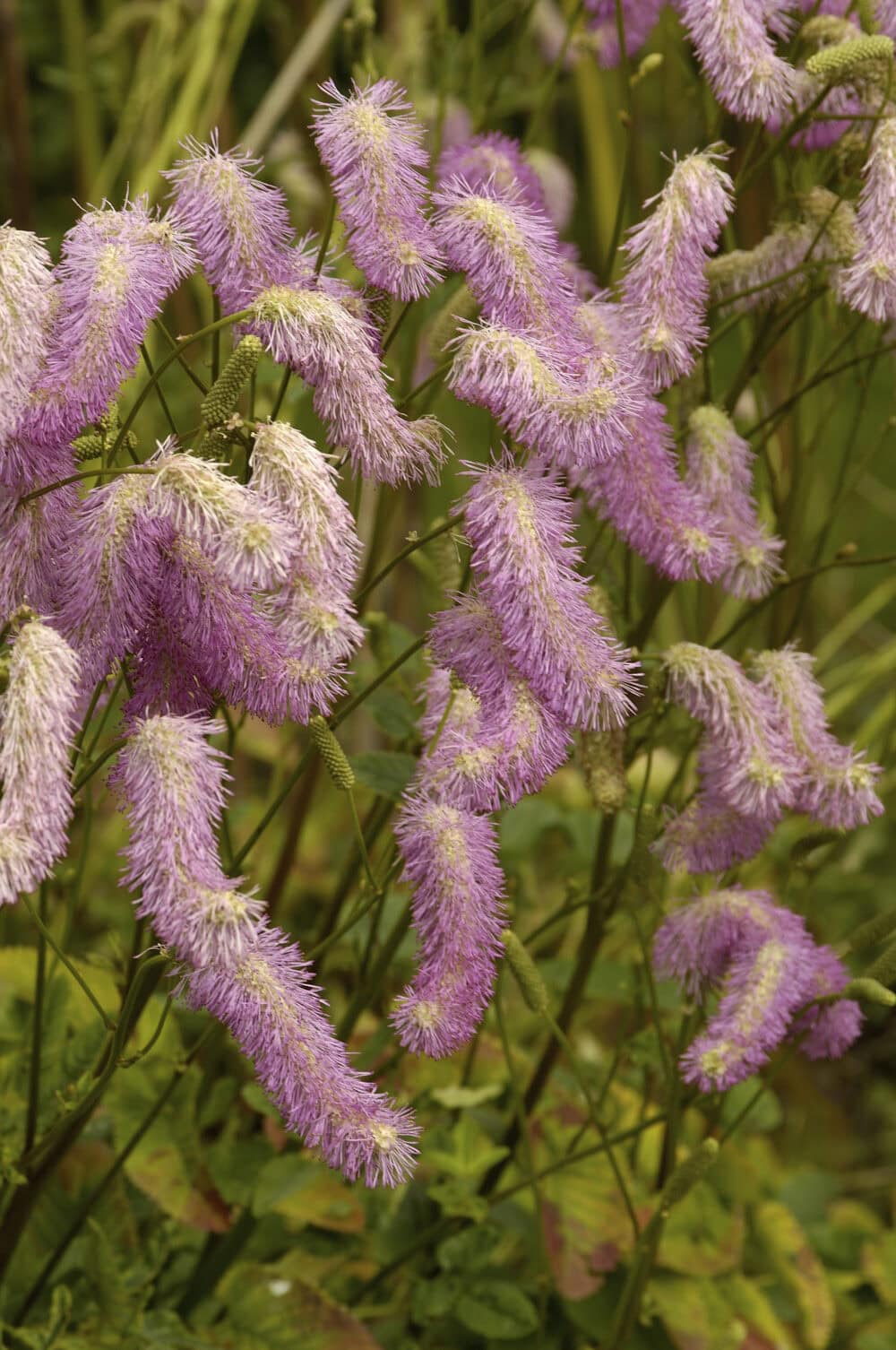 Sanguisorba hakusanensis 'Pink Brushes'