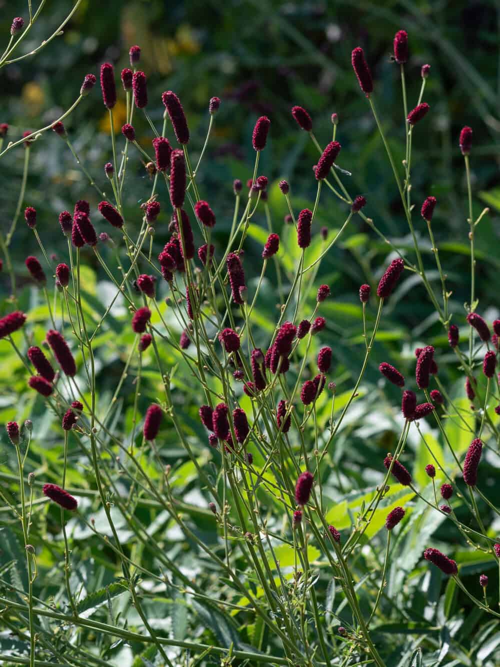 Sanguisorba officinalis 'Red Thunder' - Image 4