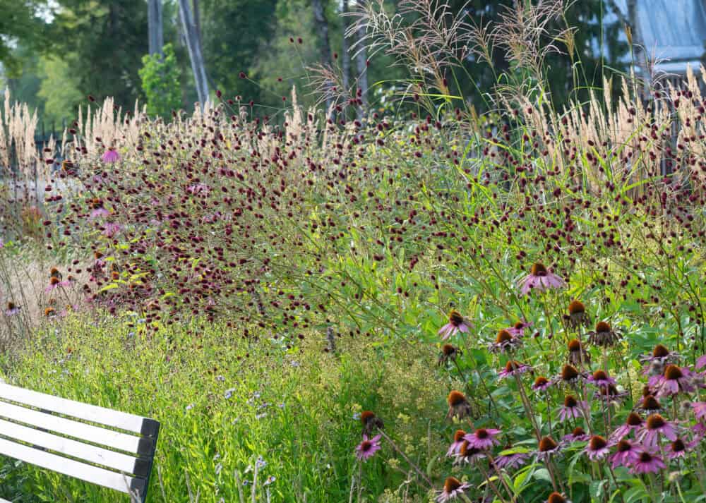 Sanguisorba officinalis 'Red Thunder' - Image 3