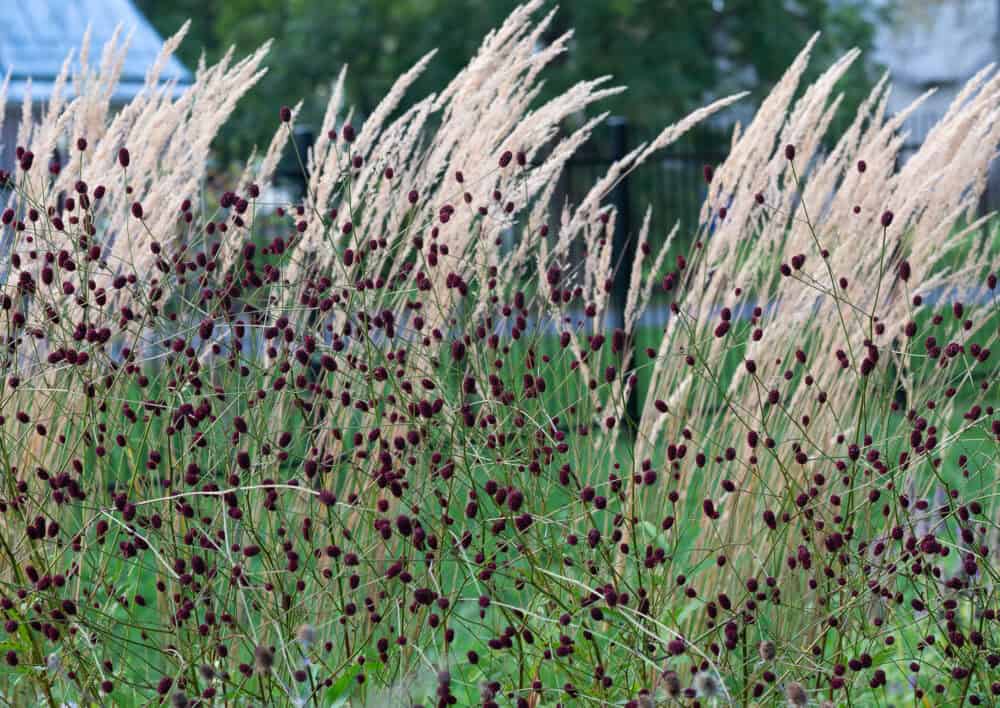 Sanguisorba officinalis 'Red Thunder' - Image 2