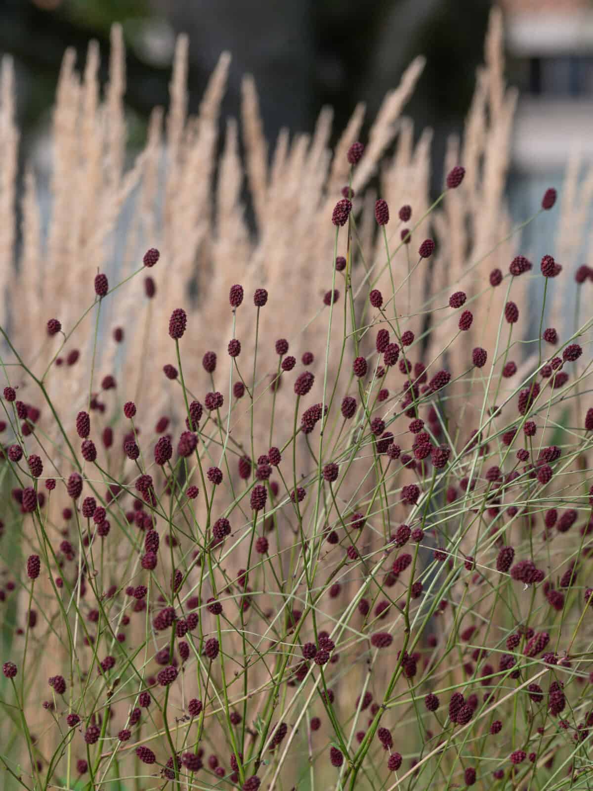 Sanguisorba officinalis Red Thunder