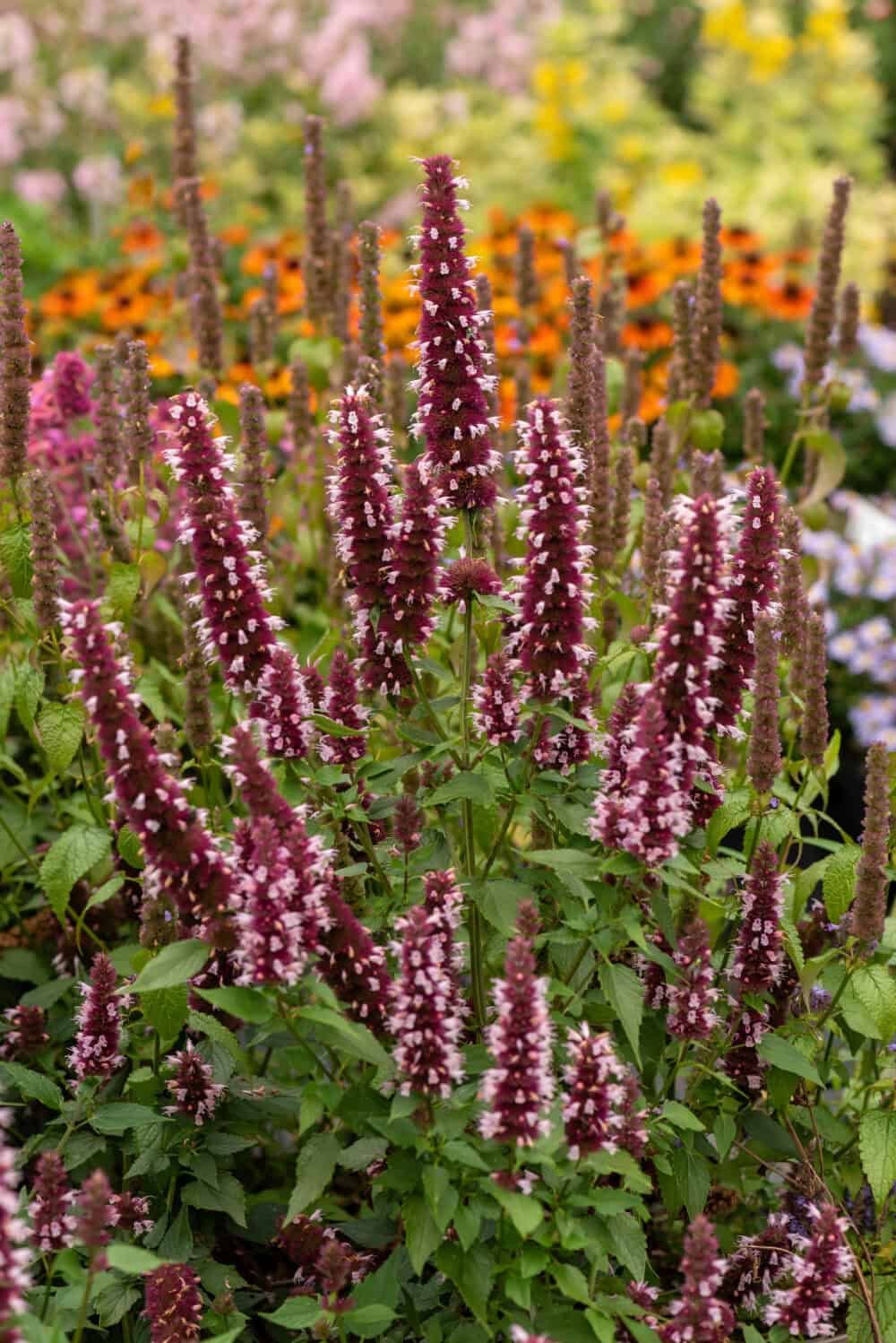 beelicious-pink_agastache-hybrida