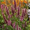 beelicious-pink_agastache-hybrida