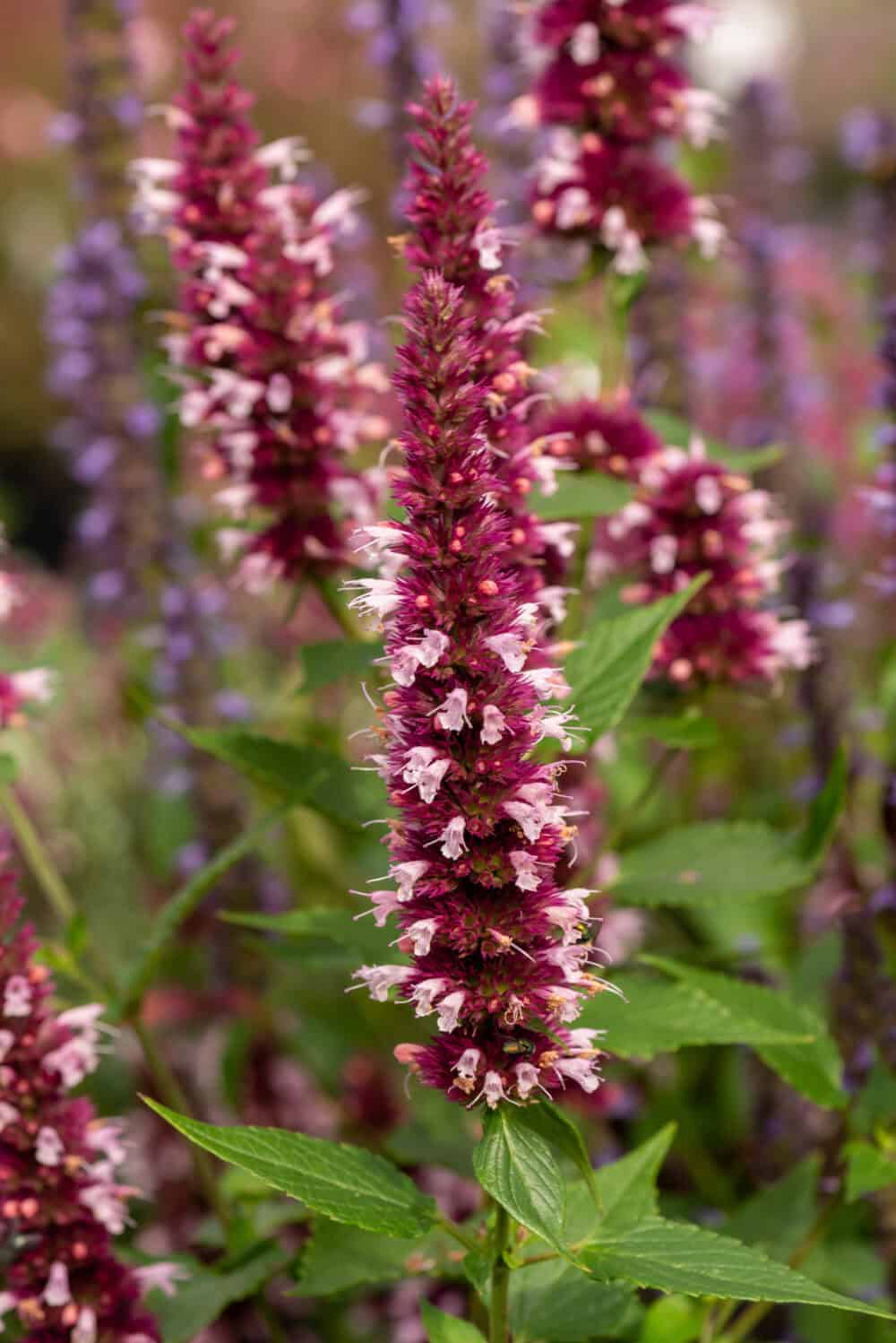 beelicious-pink_agastache-hybrida2