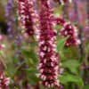 beelicious-pink_agastache-hybrida2