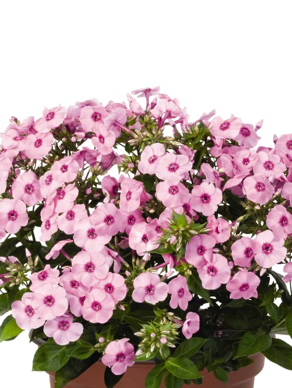 Phlox paniculata 'Flame Pro Pink Pop'®