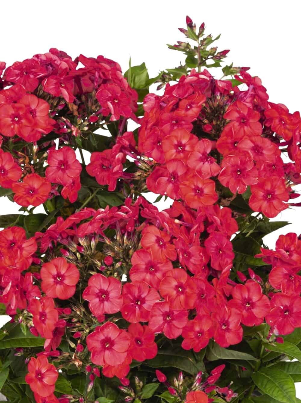 Phlox paniculata 'Flame Watermelon'®