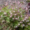 Geranium macrorrhizum 'Spessart' - Image 2