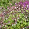 Geranium macrorrhizum 'Spessart'