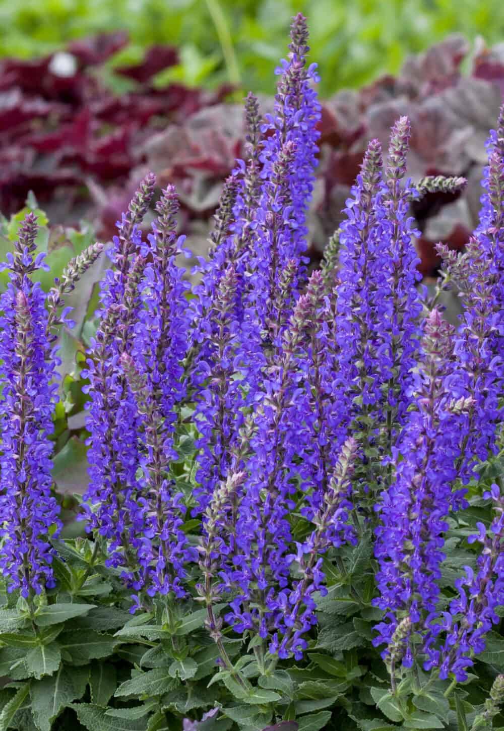 Salvia nemorosa 'Rianne'