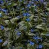 silver-heart_brunnera-macrophylla1