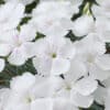 Dianthus Beauties Romee