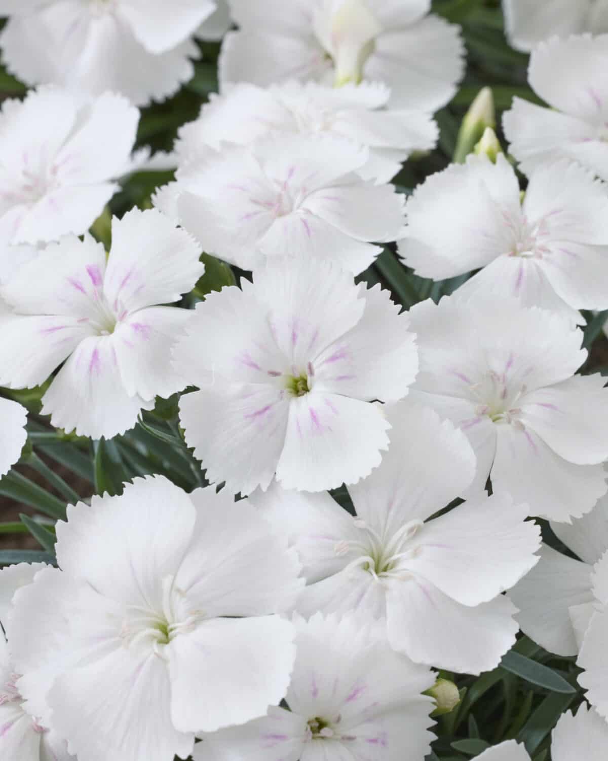 Dianthus Beauties Romee