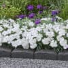 Dianthus 'Romee'® - Image 2