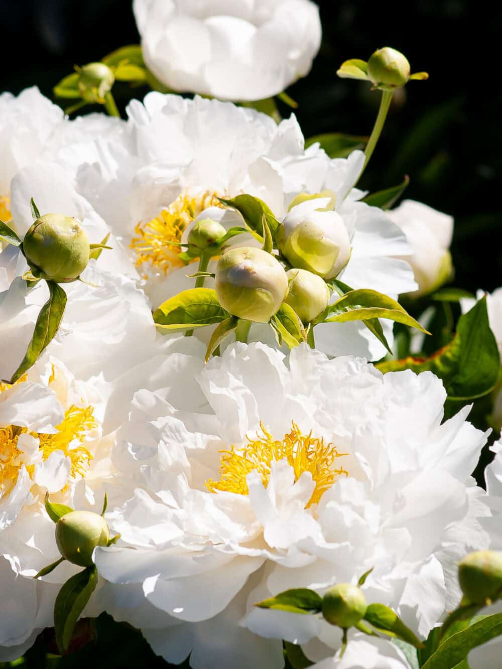 Paeonia 'Miss America' - Image 2