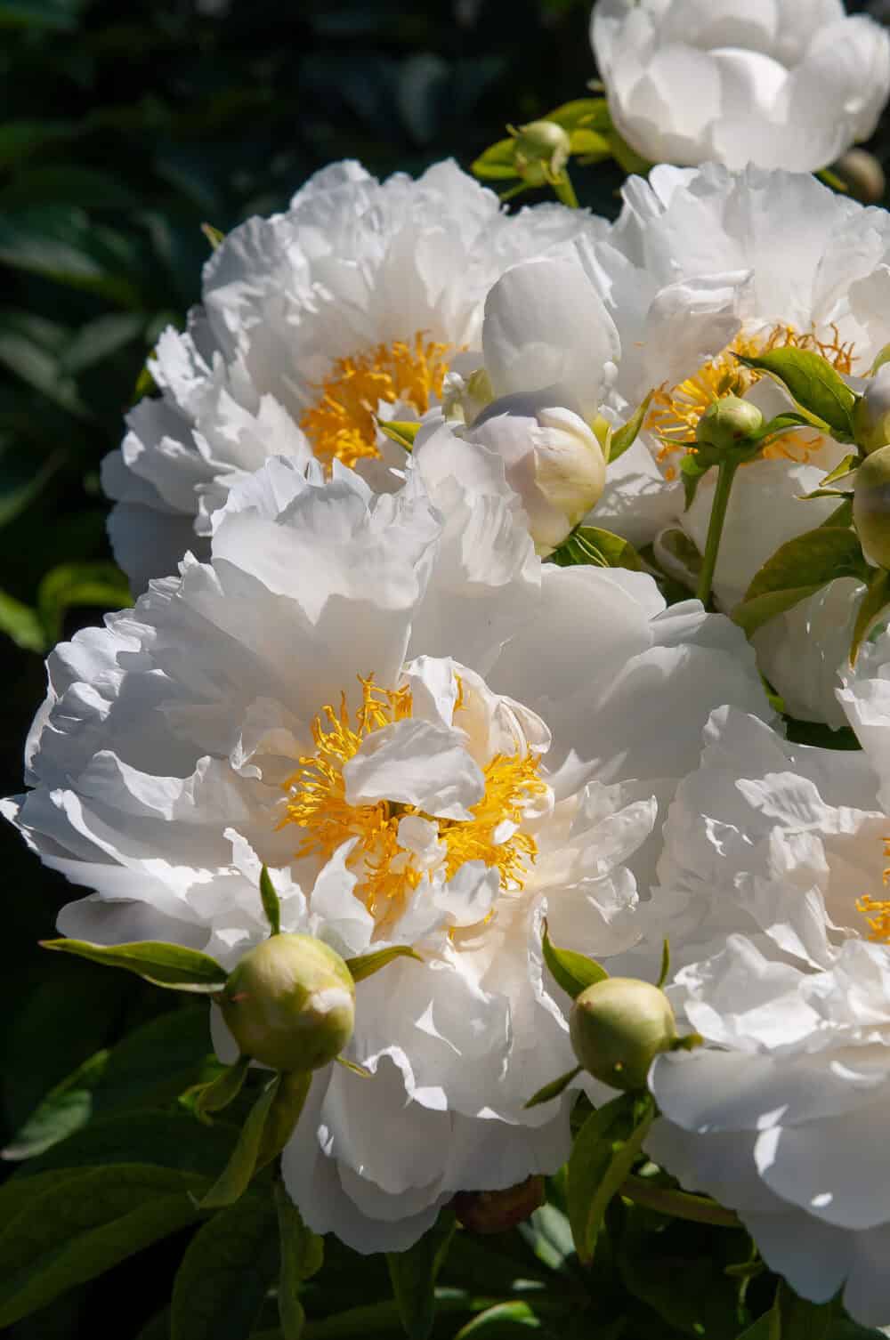 Paeonia Miss America2