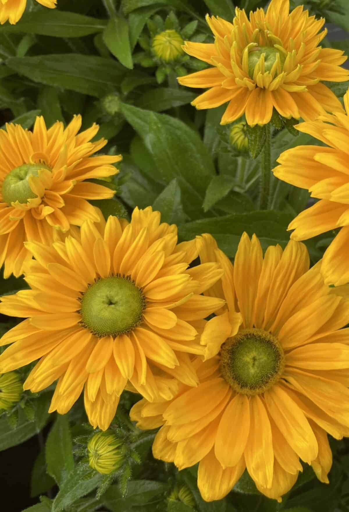 Rudbeckia Emma2