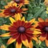 Rudbeckia-Sunbeckia-Mia