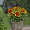 Rudbeckia hirta 'Mia'® - Image 2