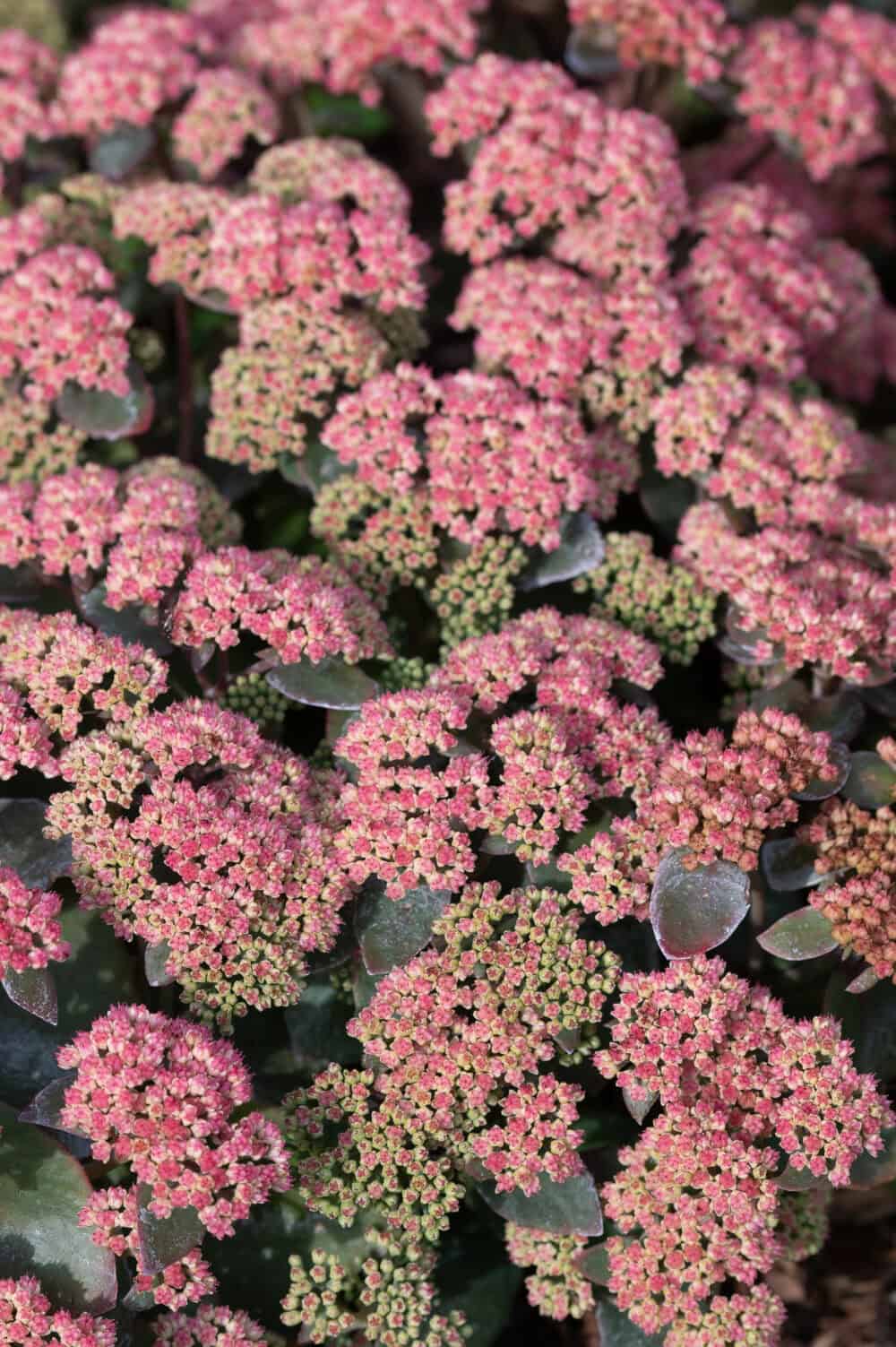 Sedum spectabile 'Coraljade'®