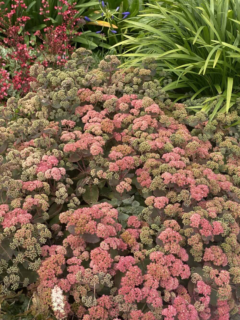 Sedum spectabile 'Coraljade'® - Image 2