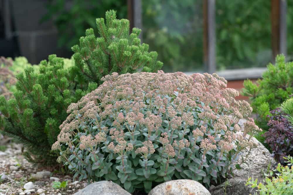 Sedum Hab Grey