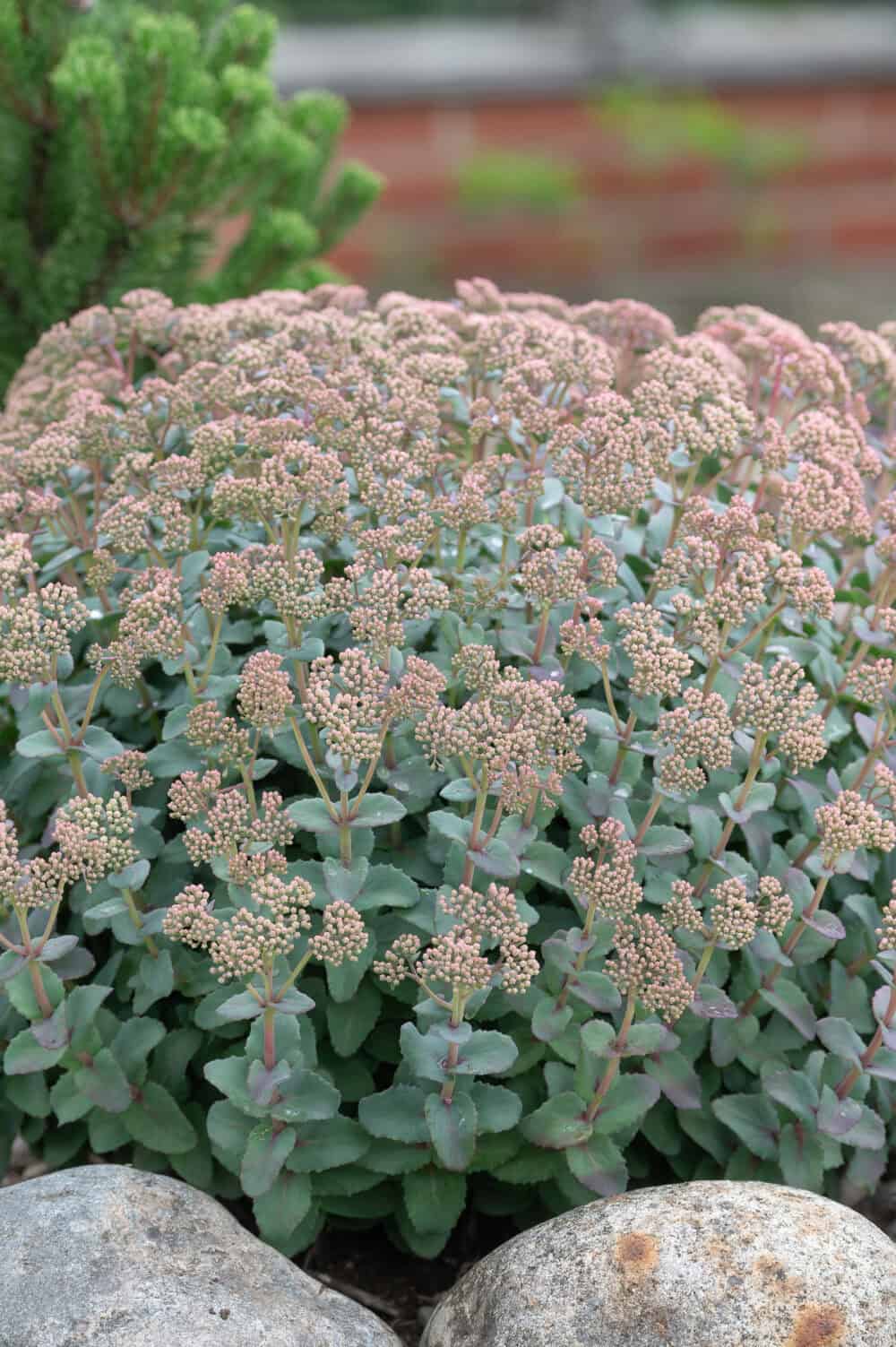 Sedum Hab Grey1