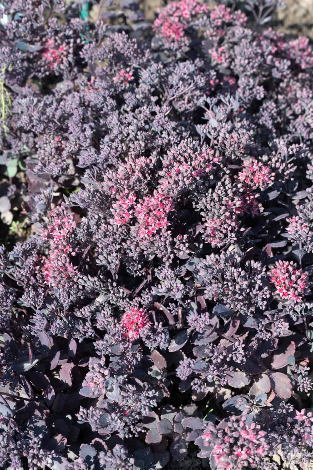 Sedum Red Sparkle